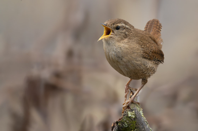 Er zitten verschillende winterkoninkjes op het pad naar de vogelhut. De n zingt nog harder dan de ander om indruk te maken op de vrouwtjes. Deze ging net even mooi zitten op dit stronkje zodat hij mooi loskomt van de achtergrond die uit takkenbossen bestaat.