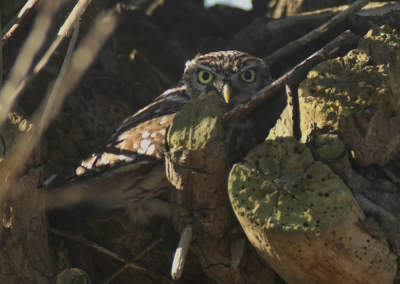 Zaterdag aan het eind van de middag nog een rondje polder gedaan. Op weg naar huis nog even langs de knotwilgen en warempel daar zat-ie. Zeer alert, maar ik mocht toch redelijk dichtbij komen. Door het zonlicht jammer genoeg een paar uitgebeten vlekjes op de rug. Ook de stobben van de knotwilg zaten lelijk in de weg, maar desondanks toch blij met m'n eerste steenuiltje