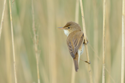 Ze zijn vast gebonden aan een bepalden habitat en blijven altijd nieuwsgierig.