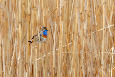 Mijn eerste blauwborst dit jaar, nog nooit zo vroeg vast kunnen leggen. Wel een behoorlijke crop.