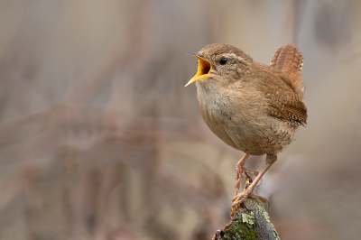 Er zitten verschillende winterkoninkjes op het pad naar de vogelhut. De n zingt nog harder dan de ander om indruk te maken op de vrouwtjes. Deze ging net even mooi zitten op dit stronkje zodat hij mooi loskomt van de achtergrond die uit takkenbossen bestaat.