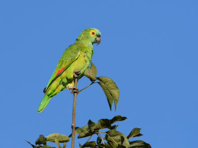 Ook deze foto is genomen in Paranapanema. De Blauwboordhoofdamazone zat hoog in de boom maar wel op een uitstekende plek.