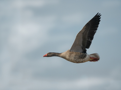 <i class='fa fa-user'></i> Truus Aletta Maan |   Grauwe Gans  <i class='fa fa-eye'> 172</i>  <i class='fa fa-thumbs-up'> 1</i>   <i class='fa fa-comment-o'> 6</i>
