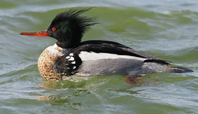 Bird picture: Mergus serrator / Middelste Zaagbek / Red-breasted Merganser