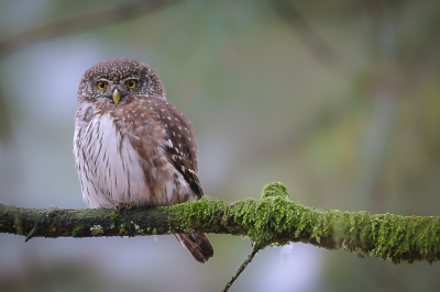 Bird picture: Glaucidium passerinum / Dwerguil / Eurasian Pygmy Owl