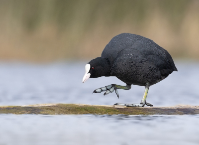 De Meerkoet stapte parmantig met zijn grote voeten over een boomstam in het water.