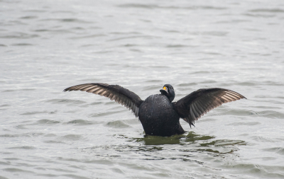 <i class='fa fa-user'></i> Eef Kieft |   Zwarte Zee-eend  <i class='fa fa-eye'> 215</i>  <i class='fa fa-thumbs-up'> 1</i>   <i class='fa fa-comment-o'> 2</i>
