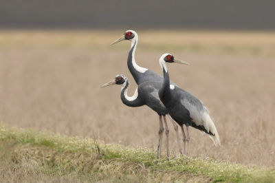 In het zuiden van Japan ligt het Arasaki Crane Reserve.
Hier overwinteren verschillende soorten kraanvogels in groten getale. 
Het was bijzonder om ze van zo dichtbij te kunnen bewonderen.
Een familie witnekkraanvogel zat wat verder van de grote groep vandaan en leek te genieten van de rust die er overigens totaal niet heerste.
Continu hoorde je het getrompetter.