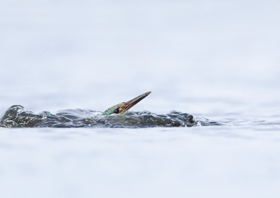 Geprobeerd de IJsvogel te fotograferen met alleen de kop boven water een beetje denken aan de foto van Jan Luit met alleen de kop van de Blauwe Gaai maar dan anders.