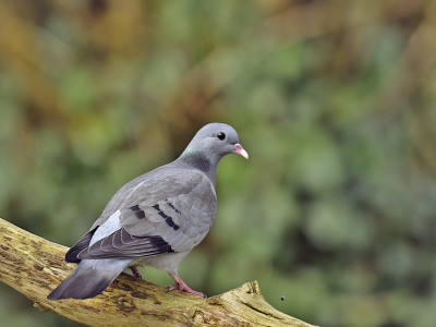 "Update uit de  tuin" Er komt een beetje leven in de brouwerij.   De Tjiftjaf is terug, de Witte Kwikstaart ook net gesignaleerd  en de Grote Lijsters zijn druk met het nest bezig.  Voortdurend worden er plukjes mos van een forse eikentak geplukt en weggebracht. Ik ga niet zoeken waar ze het nest maken, want je verstoort deze 'schuwelingen'  bij het minste of  geringste. Vorig jaar werden er met succes vier jongen grootgebracht, dat willen we graag weer zien. Een boeiende familie. En dan zijn er nog de duifjes die elkaar weer het hof maken, dat wil zeggen vooral hij. Zij vindt hem af en toe knap irritant, als hij maar blijft aandringen........