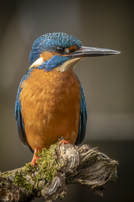 Aan het einde van de middag ging deze ijsvogel precies in het mooie licht zitten poseren.