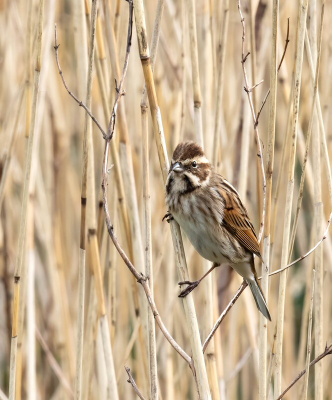 <i class='fa fa-user'></i> John Saxofoonbird |   Rietgors  <i class='fa fa-eye'> 193</i>   <i class='fa fa-comment-o'> 3</i>