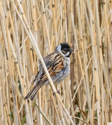 <i class='fa fa-user'></i> John Saxofoonbird |   Rietgors  <i class='fa fa-eye'> 222</i>   <i class='fa fa-comment-o'> 4</i>