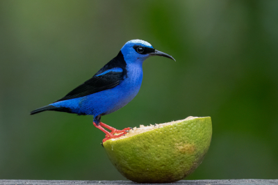 Ik ben niet echt fan van foto's bij voederplaatsen, maar er komen wel veel en mooie vogels. Omdenken dan maar, het voederen uitvergroten, als een stilleven: blauwe vogel met grapefruit.

De kleuren van deze honeycreeper zijn echt bizar. Dit is in de schaduw met de verzadiging al een stuk teruggenomen. Het zomerkleed (witte kuif) zorgde bij mij ook voor de nodig verwarring, ik dacht aanvankelijk aan een streepje zon maar het is gewoon zoals het is.