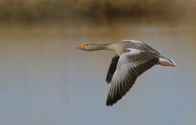 <i class='fa fa-user'></i> janvangastel |   Grauwe Gans  <i class='fa fa-eye'> 203</i>   <i class='fa fa-comment-o'> 2</i>