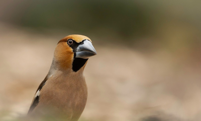 <i class='fa fa-user'></i> DijkstraSJR |   Appelvink  <i class='fa fa-eye'> 236</i>  <i class='fa fa-thumbs-up'> 3</i>   <i class='fa fa-comment-o'> 4</i>