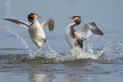 Bird picture: Podiceps cristatus / Fuut / Great Crested Grebe