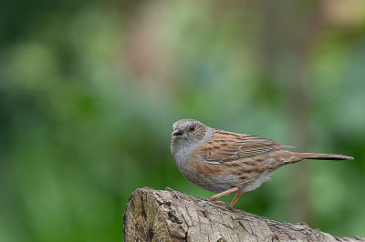 Vanmiddag zitten wachten tot de heggenmus op de goede plaats wilde gaan zitten. Meestal nl op de grond en het liefst onder de struiken. Af en toe kom hij op de boomstam zitten. Nu stond hij ook goed.