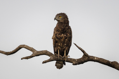 Foto is gemaakt tijdens een birding course in de Makuleke concession in noordelijk deel van Kruger Park. Tijdstip was half 6 in de ochtend en helaas die dag erg bewolkt en regenachtig