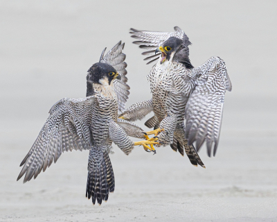 Bird picture: Falco peregrinus / Slechtvalk / Peregrine Falcon
