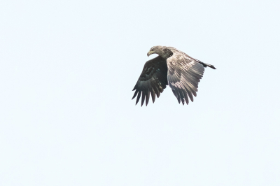 Wat een belevenis. Was in de polder om de futen te observeren. Op een gegeven moment vlogen alle smienten en ganzen op. Was een enorm kabaal. Paar dagen geleden gebeurde hetzelfde. De ooraak was een zeearend die erboven vloog. 
Nu bedacht ik me dat en keek ik goed of dat ook nu het geval was. En ja hoor. Zag hem wel ver weg tussen de opvliegende vogels vliegen. Maar op een gegeven moment kwam hij mijn richting op tussen de vogels. M'n  camera erop gericht en kon wat foto's maken. Jammergenoeg zat net m'n converter er niet tussen.Nog wel iets te ver weg maar toch. Was er blij mee om die imposante vogel te kunnen zien.