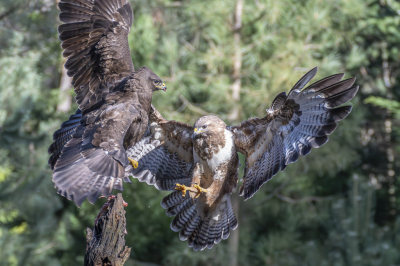<i class='fa fa-user'></i> JolandeB |   Buizerd  <i class='fa fa-eye'> 322</i>  <i class='fa fa-thumbs-up'> 5</i>   <i class='fa fa-comment-o'> 4</i>