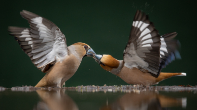 Zoals beloofd, ook al viel het me me nog wel tegen. De vogels bevinden zich al snel buiten beeld, of vallen niet in het focusgebied.