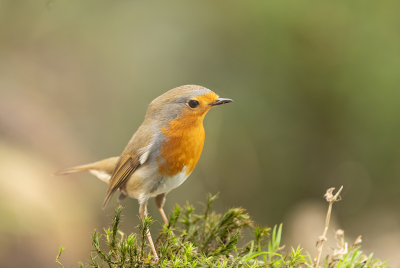 <i class='fa fa-user'></i> DijkstraSJR |   Roodborst  <i class='fa fa-eye'> 223</i>  <i class='fa fa-thumbs-up'> 1</i>   <i class='fa fa-comment-o'> 9</i>