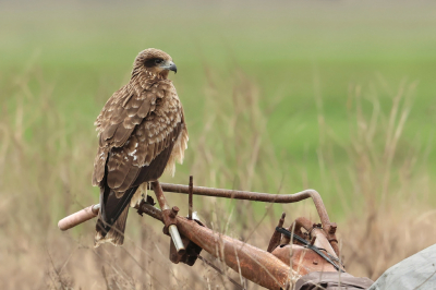 Oostelijke zwarte wouwen waren ook aanwezig in het Arasaki Crane Reserve.
Als de kraanvogels de grond aan het omwoelen waren op zoek naar voedsel hielden de wouwen het goed in de gaten vanaf een afstand.
Hier zat er een op een oude verroeste landbouwwerktuig.
Voorzichtig ben ik uit de auto gestapt om al kruipend dichterbij te komen.
Fijn dat deze meewerkte.