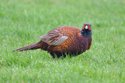 Een regenachtige dag maar er moest wel gefoerageerd worden. Deze fazant zal rustig in een veldje te eten en vond het prima dat ik vanuit de auto aan het fotograferen was.