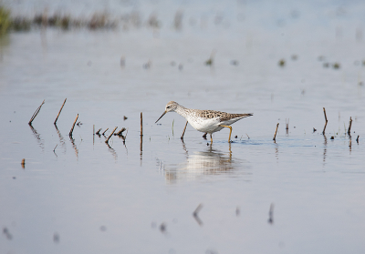 Op mijn local patch bleek een poelruiter aanwezig en daardoor ook een hele rij vogelaars en fotografen.