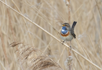 De Blauwborst zat laag in het donkere riet te scharrelen. Vijf telelenzen waren aan het zoeken en plotseling wipte hij van de ene hoge rietstengel naar de andere.