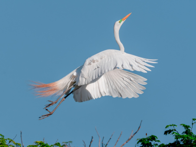 <i class='fa fa-user'></i> Edwin Tuyn |   Grote Zilverreiger  <i class='fa fa-eye'> 66</i>  <i class='fa fa-thumbs-up'> 5</i>   <i class='fa fa-comment-o'> 7</i>