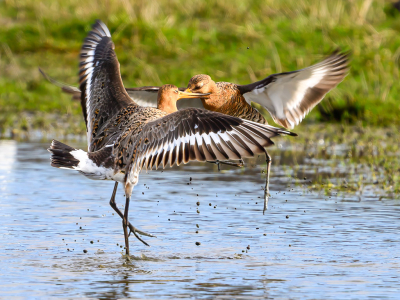 Wederom een lastige keuze. Een foto waar het mannetje, het vrouwtje paait met een een jamelo of om territorium vechtende grutto. Vanwege de actie gekozen voor de laatste. Lekker elkaar bijten en opspattende modderdruppels.