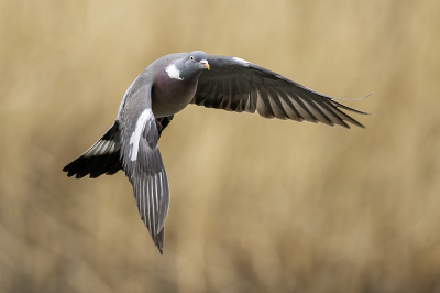 Bird picture: Columba palumbus / Houtduif / Common Wood Pigeon