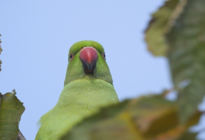 Bird picture: Psittacula krameri / Halsbandparkiet / Rose-ringed Parakeet