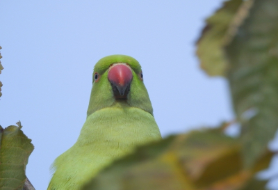 Vogel foto: Psittacula krameri / Halsbandparkiet / Rose-ringed Parakeet
