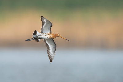 Bird picture: Limosa limosa / Grutto / Black-tailed Godwit