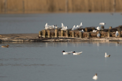 Bird picture: Ichthyaetus melanocephalus / Zwartkopmeeuw / Mediterranean Gull