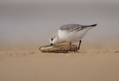 Bird picture: Calidris alba / Drieteenstrandloper / Sanderling