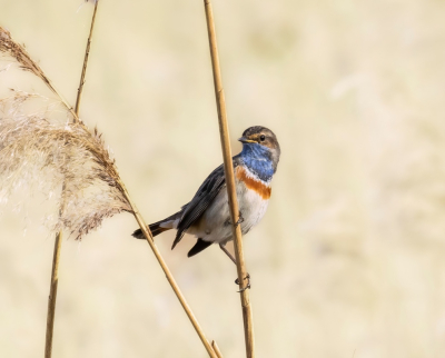 Op deze plek veel foto's kunnen maken van de blauwborst. Bij de bewerking de foto iets gedraaid om de rietstengels in spiegelstand te krijgen.