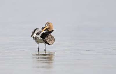 Bird picture: Limosa limosa / Grutto / Black-tailed Godwit