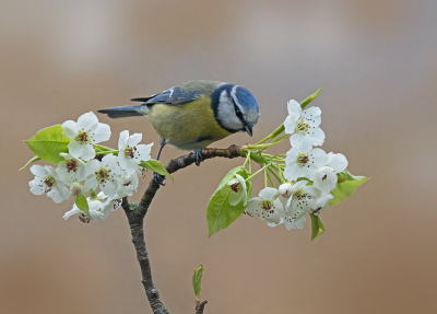 Bird picture: Cyanistes caeruleus / Pimpelmees / Eurasian Blue Tit