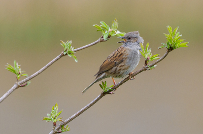 Bird picture: Prunella modularis / Heggenmus / Dunnock