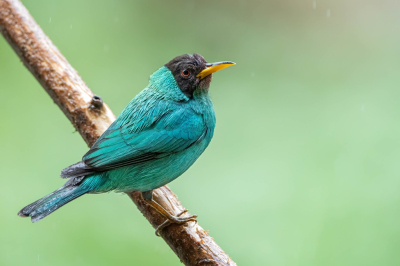 Bird picture: Chlorophanes spiza / Groene Suikervogel / Green Honeycreeper