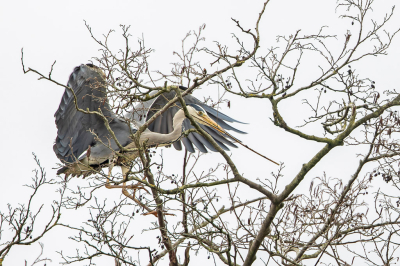 Nog steeds zoekend naar onderwerpen, werd mijn blik ineens getrokken door een overvliegende Blauwe Reiger met een tak in zijn snavel. Volgend waar hij heen vloog, bleek ik toevallig erg dichtbij een kolonie van Blauwe Reigers te staan. Er waren de nodigde struikjes en lage bomen waarachter ik kon staan, om ongestoord de af en aan vliegende reigers te kunnen fotograferen. 
Ik wilde de reigers graag in de kolonie vastleggen, en niet vrij vliegend in de lucht (wat wel veel makkelijker is). De kunst bleek om de reigers scherp gefocust te krijgen tijdens de landing, waarbij de uiteraard steeds achter takken langs en tussen takken door vlogen. Maar het is gelukt.