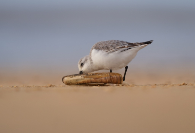 Bird picture: Calidris alba / Drieteenstrandloper / Sanderling