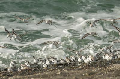 Ik heb altijd al graag eens vogels willen fotograferen op de Brouwersdam. Best wel een leuke stek. Je moet een beetje mazzel hebben. Vaak vliegen de vogels ver weg, maar met hoogwater was het toch leuk fotograferen. Hier had ik de mazzel dat er een groep kwam aangevlogen. Die dag was het erg wisselvallig weer, bewolking met veel regen, maar ook brak af en toe de zon door en kon de sluitertijd weer omhoog bij deze snelle vogeltjes.