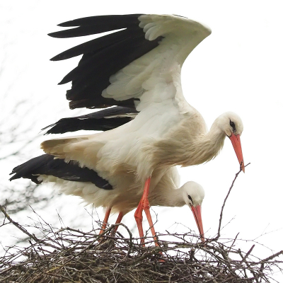 <i class='fa fa-user'></i> corvanspijk |   Ooievaar  <i class='fa fa-eye'> 59</i>  <i class='fa fa-thumbs-up'> 1</i>   <i class='fa fa-comment-o'> 18</i>