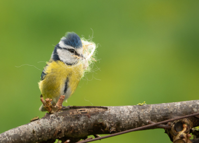 Bird picture: Cyanistes caeruleus / Pimpelmees / Eurasian Blue Tit